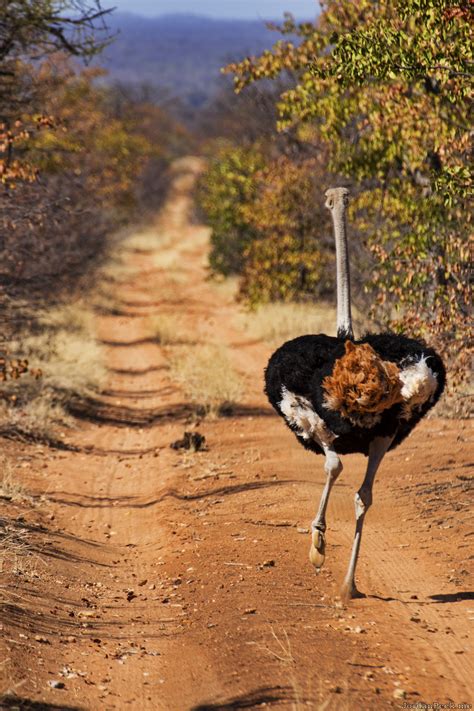 Ostrich Running – Jordan Peck