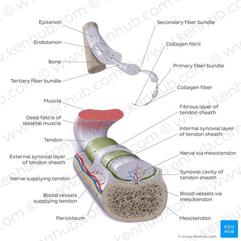 Fibrous Flexor Sheath | www.picswe.net