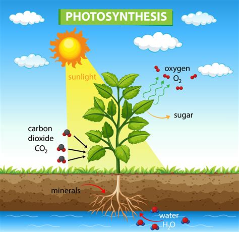 Photosynthesis Leaf Vector Illustration Labeled Educational Process ...