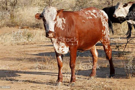 Sanga Cow Indigenous Cattle Of Namibia Stock Photo - Download Image Now ...