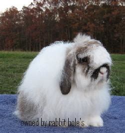 BuNnYLoP RaBbiTry: American Fuzzy Lop History