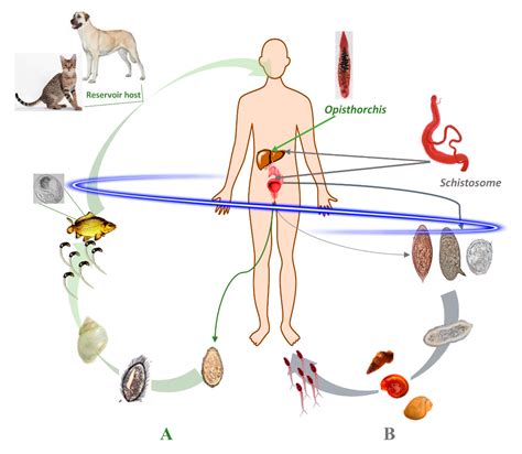 Life Cycle Of Schistosomiasis Parasite