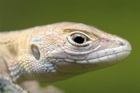 Japanese Grass Lizard | Flickr - Photo Sharing!