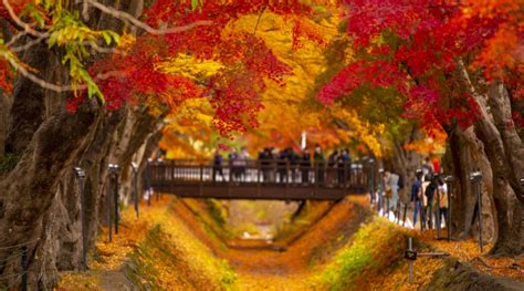 Fall Foliage Japan 2025 - Hatty Marney