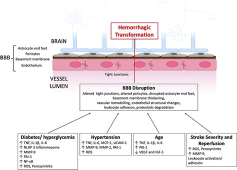 Frontiers | Hemorrhagic Transformation in Ischemic Stroke and the Role of Inflammation