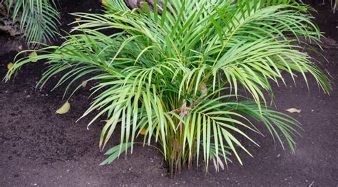 How to Plant, Grow, and Care for Areca Palms