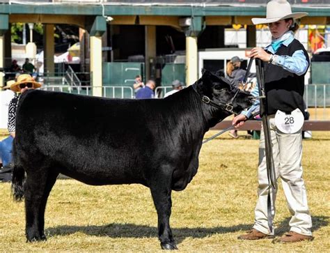 2019 EKKA Australian Lowline Results - Australian Lowline Cattle Association