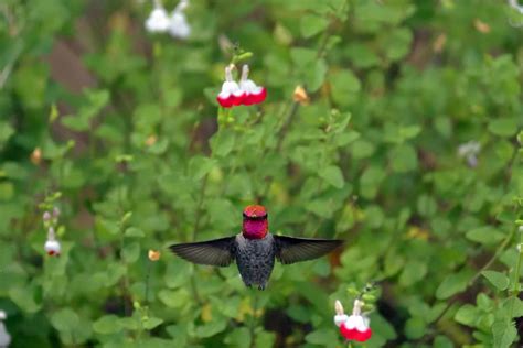 7 Hummingbird Cams You Can Live Stream Today