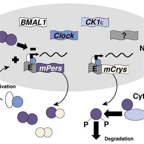 (PDF) Overview of Circadian Rhythms