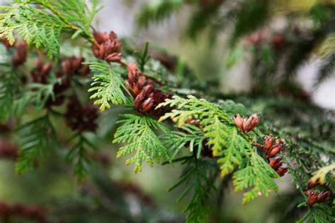 Bark and Branches: Identifying Native Tree Species in Canada's National ...