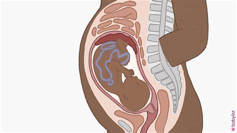 32 Weeks Pregnant: Symptoms & Baby Development - Babylist