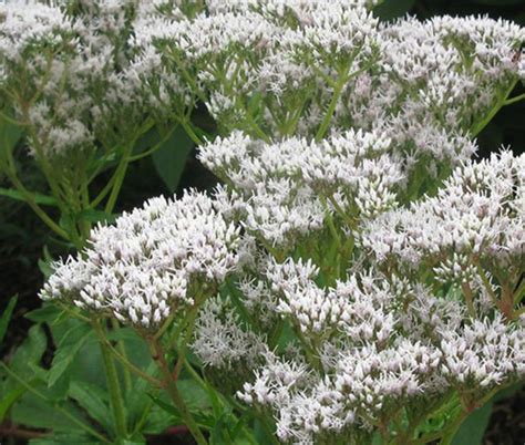 Boneset Common Eupatorium Perfoliatum Seeds