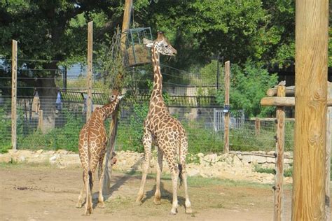 Abilene Zoo - 2020 All You Need to Know BEFORE You Go (with Photos) - Tripadvisor