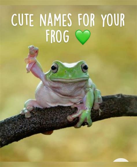 Cute names for your Frog 💚 | Pet frogs, Cute frogs, Frog pictures