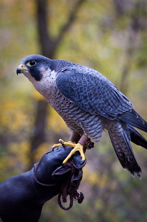 Peregrine Falcon (Willowbrook) | Beautiful birds, Birds of prey, Pet birds