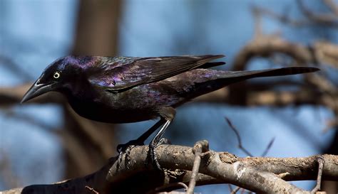 Common Grackle | Audubon Field Guide