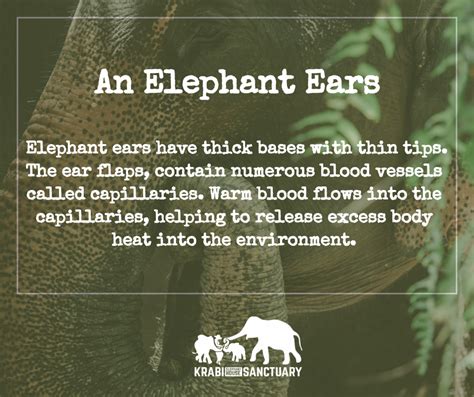 ELEPHANT’S ENCYCLOPEDIA : ELEPHANT EARS, Krabi Elephant