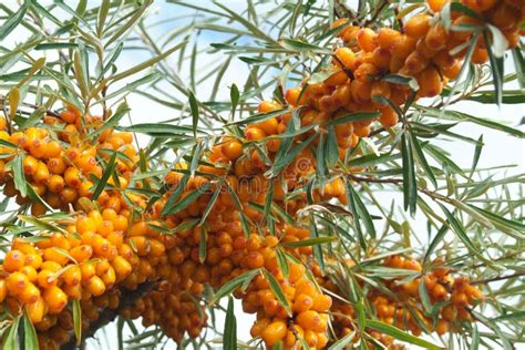 Sea-buckthorn berries stock photo. Image of healthy, brightly - 6091312