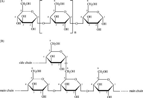 Structure of starch amylose (A) and amylopectin (B) (adapted from... | Download Scientific Diagram