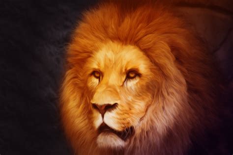 Majestic Lion Portrait - 4K Ultra HD Wallpaper