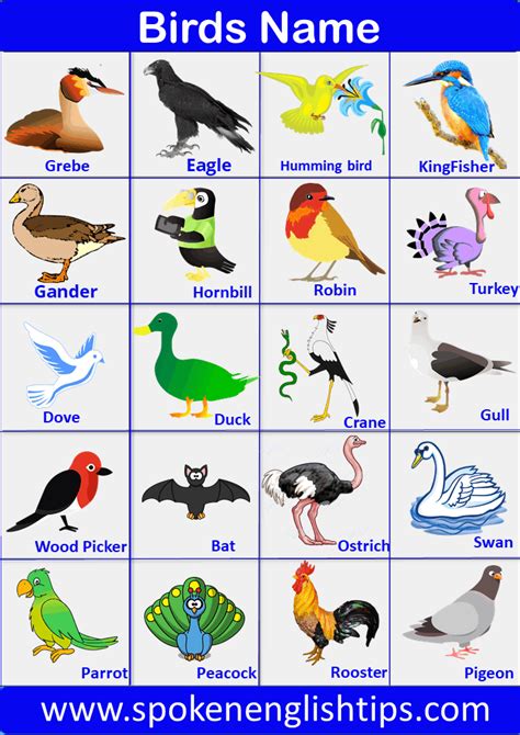 Birds Name: List of a Bird Name in English with Pictures in 2022 | Bird, Bird & wildlife houses ...