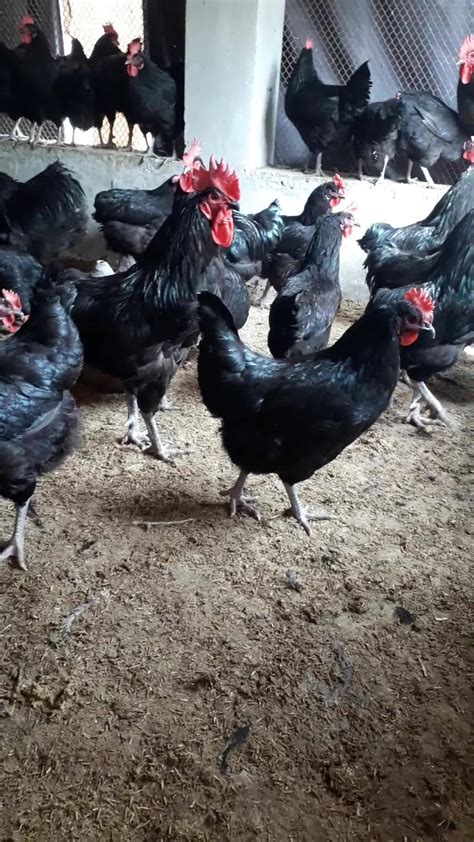 Australorp Breeders at Discount Way Greens & Proteins farm House contact us 03007262438 | By ...