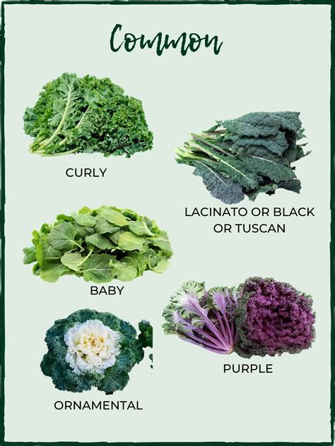 Varieties of Kale -the king of the super-greens! - Salads with Anastasia