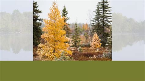 Tree Identification: Tamarack - Steigerwaldt Land Services