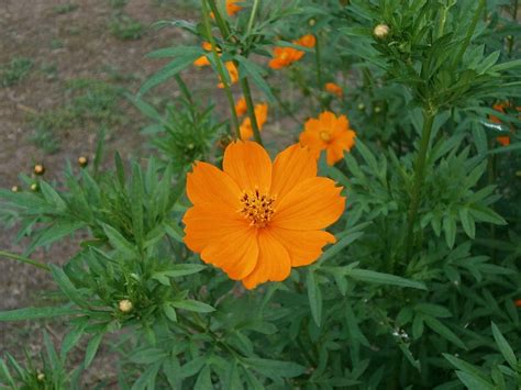 Cosmos Sulphureus Orange · Free photo on Pixabay