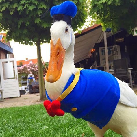 This Dutch Duck Loves To Get Dressed Up (Photos)