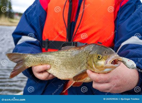 Ide Fish in the Hands of the Angler. Big Ide Fish Stock Photo - Image ...