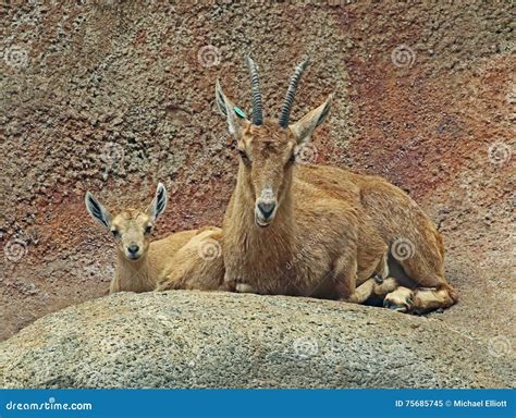 Nubian Ibex stock image. Image of climb, front, curved - 75685745