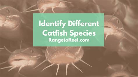 Different Catfish Species: Identify 4 Main Types - RangetoReel