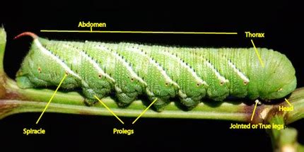 Caterpillar and butterfly anatomy | Growing With Science