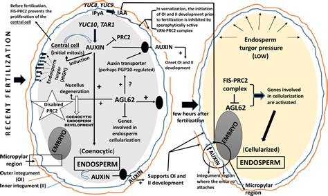 Seed coat formation: its evolution and regulation | Seed Science Research | Cambridge Core