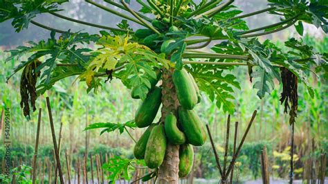 Papaya tree bearing fruit, Papaya fruit is still green on the tree ...