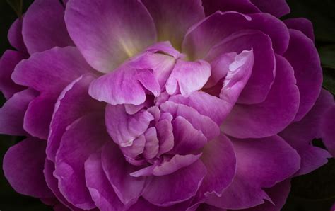 Purple Peony - null | Purple peonies, Peonies, Beautiful flowers