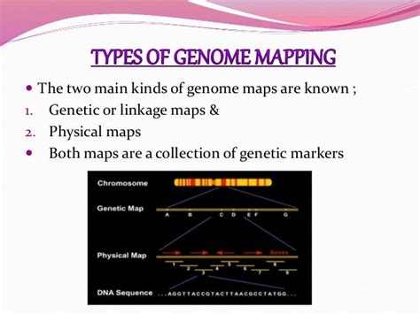 Genome mapping