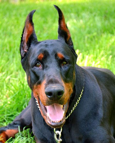 Doberman Pinscher Dobermann Dog - Free photo on Pixabay - Pixabay