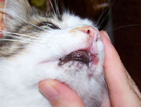 hi, my cat has a very bad sore on her lip what can I use to