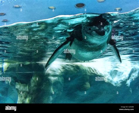 Penguin swimming underwater Stock Photo - Alamy