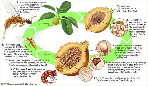 botany - How does the mutualism of figs and wasps exactly work ...