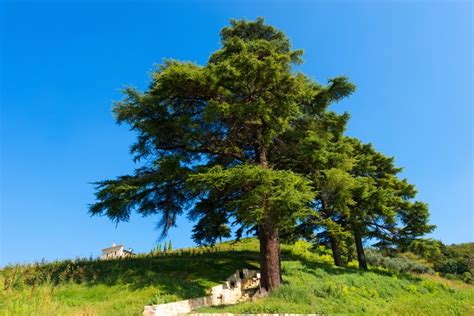 How to Grow Cedar Trees From Seed | Hunker