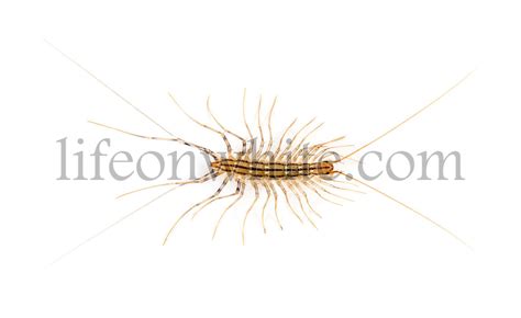 Life on White | House centipede - Scutigera coleoptrata