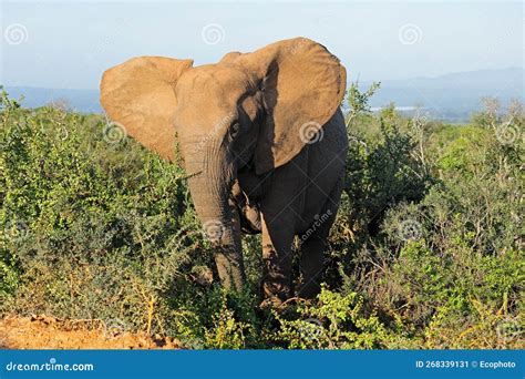 African Elephant in Natural Habitat - South Africa Stock Image - Image ...