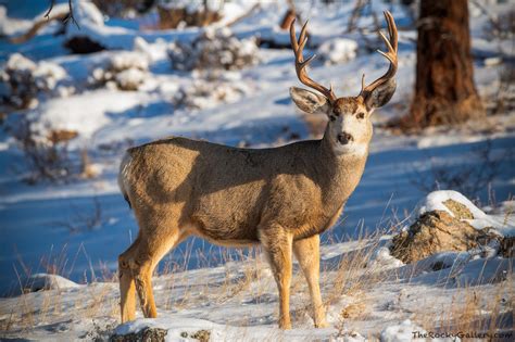 The Buck Stops Here | Thomas Mangan Photography Blog - The Rocky ...