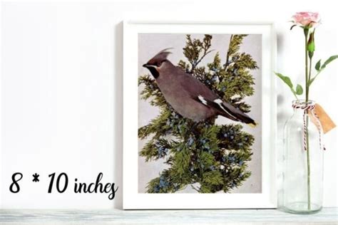 Bohemian Waxwing, Vintage Photo Graphic by Jada Boutique Design ...