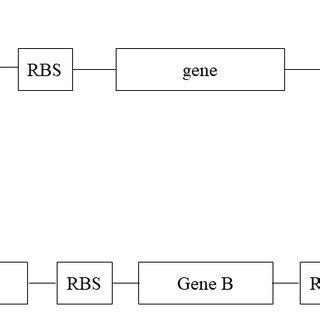 a. Monocistronic structure. b. Polycistronic structure. (P: promoter.... | Download Scientific ...