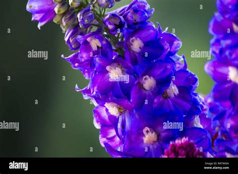 a colorful bouquet of bright spring flowers of various types, close-up Stock Photo - Alamy