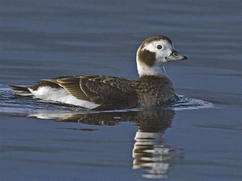 female Long-tailed Duck aka Oldsquaw (Clangula hyemalis) by Alan Wilson | Duck pictures, Duck ...